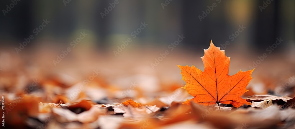 Leaf on ground in autumn