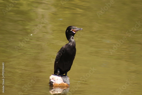 Biguá photo