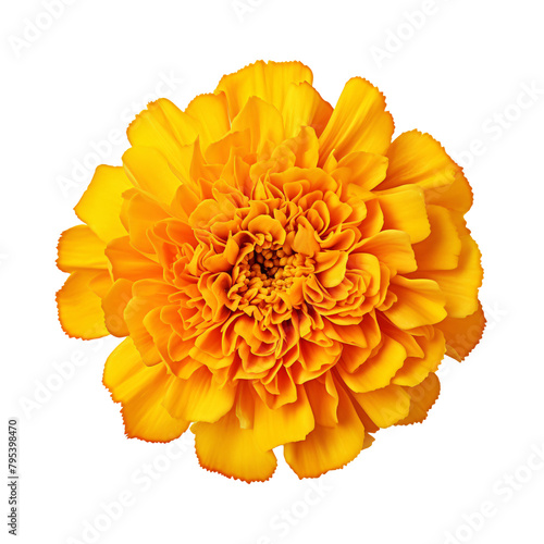 a yellow flower with a white background