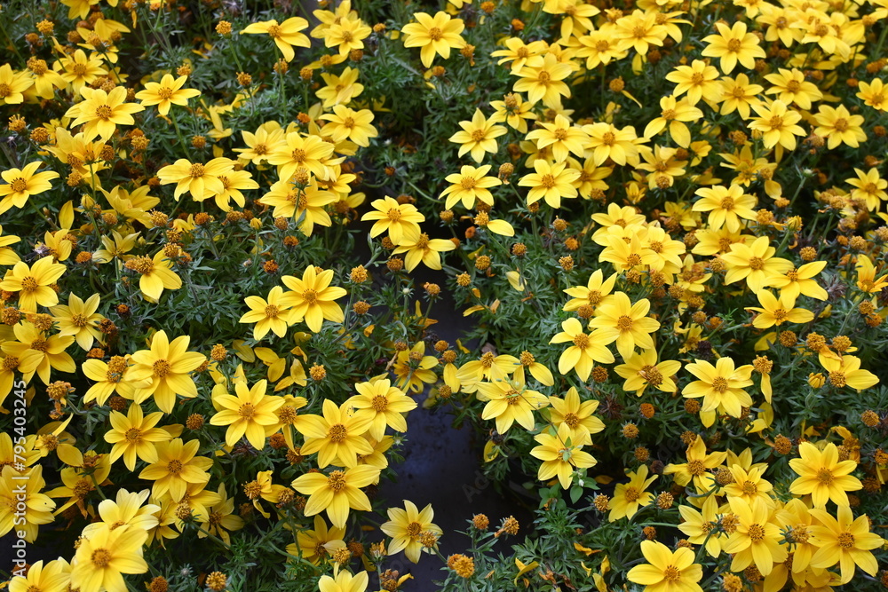 colorful flowers