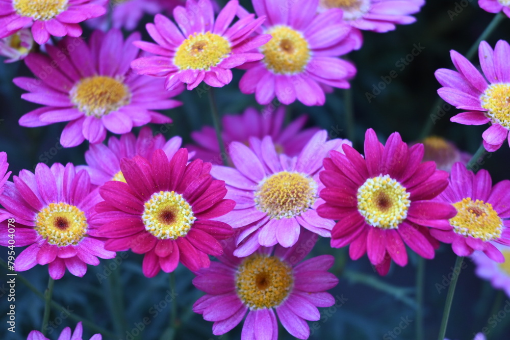 colorful flowers colorful flowers