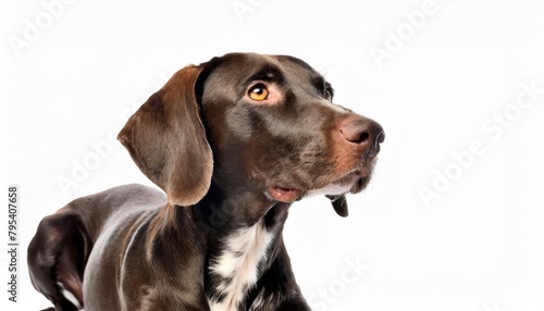 pointer dog isolated on white background generative ai