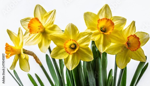 yellow daffodils flowers isolated on white background