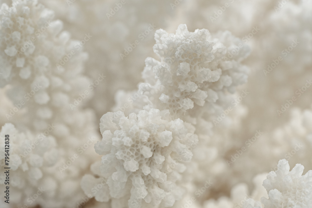 Decorative white coral texture Decorative white coral texture