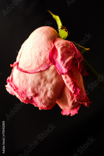 wilted pink rose flower, wilted rose bud symbol of aging, wilting, depression on a black background