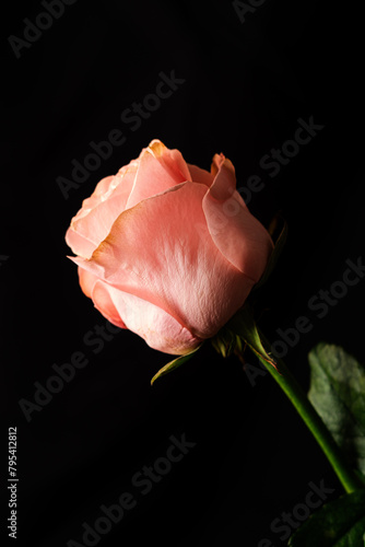 pink rose flower on black background at an angle with empty space