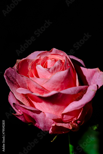 pink rose on a black background in profile
