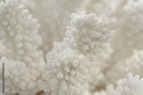 Decorative white coral texture