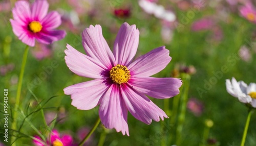 pink cosmos flower isolated on green background cosmos flower in summer garden