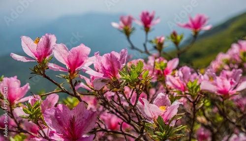 pink royal azalea blossoms on hwangmaesan hd background wallpaper desktop wallpaper photo