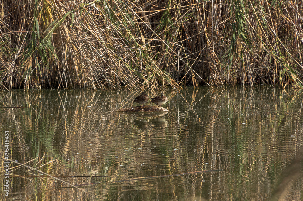 Fototapeta premium Landscape Molentargius Regional Natural Park in Cagliari City Sardinia