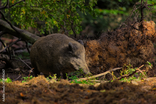 Wildschwein (Sus scrofa)