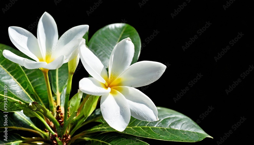 white flower png picture