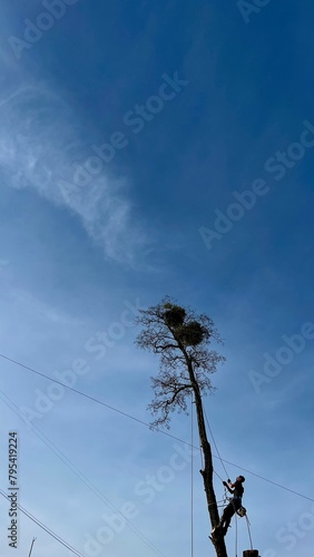 A man, a man, a forester cuts, cuts and climbs a tall tree with climbing equipment on a sunny summer day against a blue sky photo