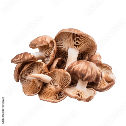 A pile of dried shiitake mushrooms on a white background