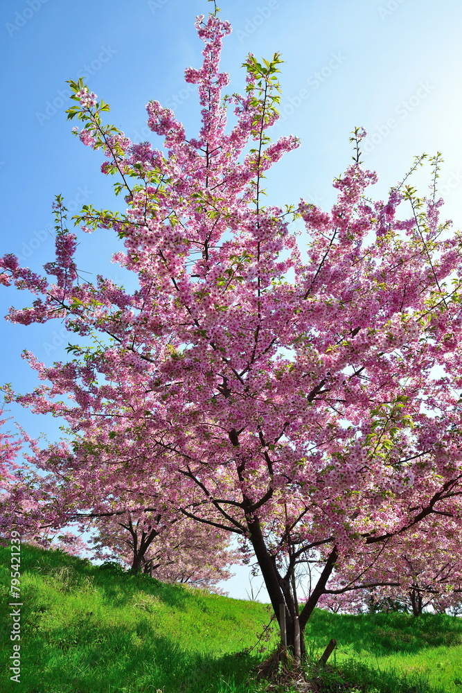 岩室地区　石瀬の桜（新潟県）