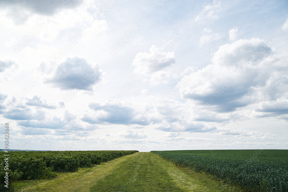 Beautiful scenery in the rural area. View of currant field with blue gray sky in spring. Environmental protection. Eco-friendly products. Currant growing farm in Ukraine. Save the planet. Earth day. Beautiful scenery in the rural area. View of currant field with blue gray sky in spring. Environmental protection. Eco-friendly products. Currant growing farm in Ukraine. Save the planet. Earth day.