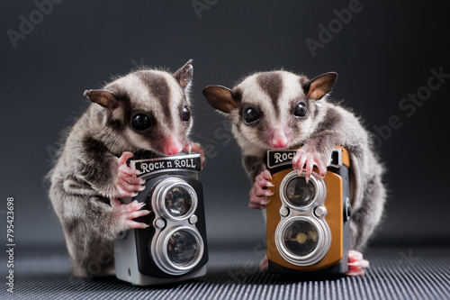 sugar glider pet lovely cute