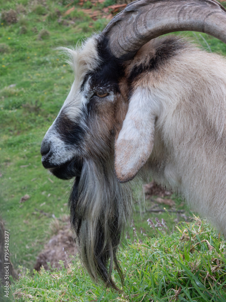 Billy goat with long beard and big horns. Close up portrait Billy goat with long beard and big horns. Close up portrait