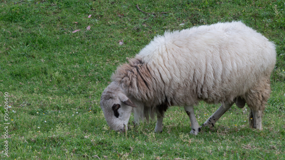 Fototapeta premium Large domestic sheep portrait, grazing in a grassy valley in rural Portugal.