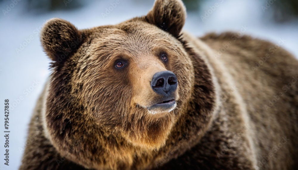 portrait of a brown bear awake in winter