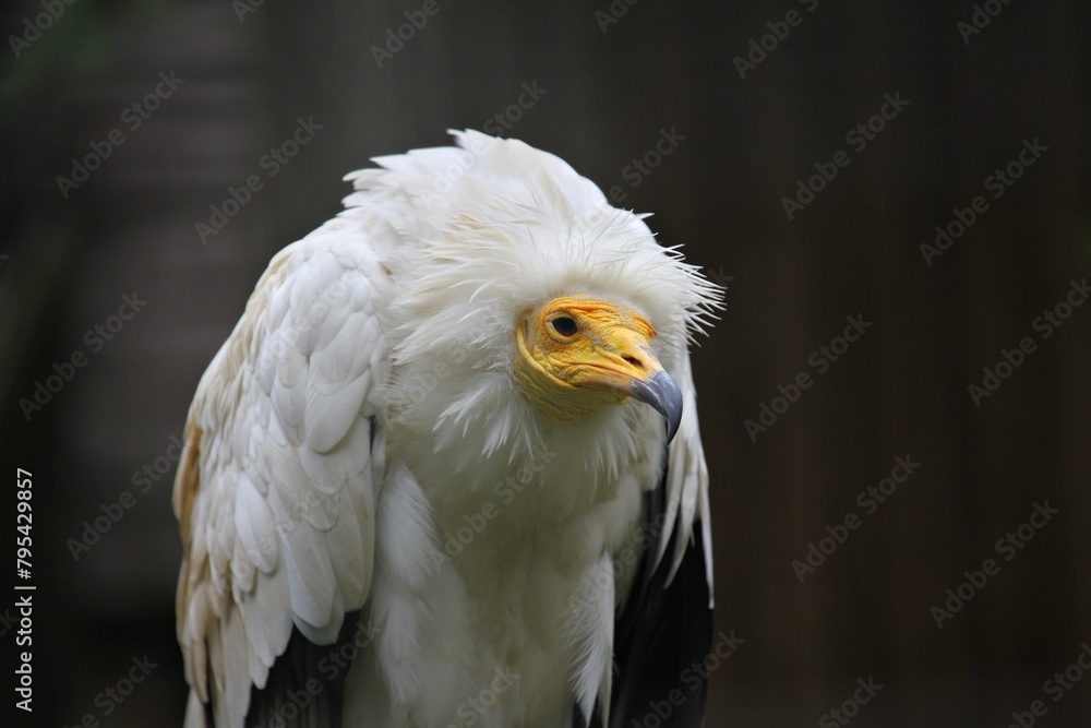 Fototapeta premium white tailed eagle