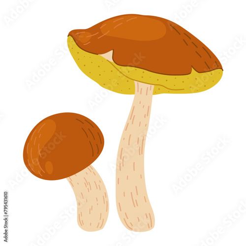 Suillus mushrooms. Edible fungus. Hand drawn trendy flat style isolated on white background. Autumn forest harvest, healthy organic food, vegetarian food. Vector illustration