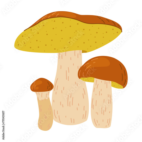 Suillus mushrooms. Edible fungus. Hand drawn trendy flat style isolated on white background. Autumn forest harvest, healthy organic food, vegetarian food. Vector illustration