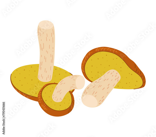 Suillus mushrooms. Edible fungus. Hand drawn trendy flat style isolated on white background. Autumn forest harvest, healthy organic food, vegetarian food. Vector illustration