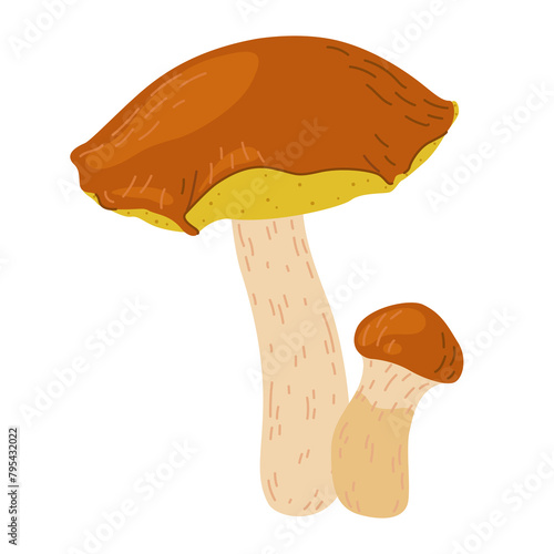 Suillus mushrooms. Edible fungus. Hand drawn trendy flat style isolated on white background. Autumn forest harvest, healthy organic food, vegetarian food. Vector illustration