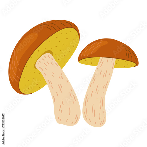 Suillus mushrooms. Edible fungus. Hand drawn trendy flat style isolated on white background. Autumn forest harvest, healthy organic food, vegetarian food. Vector illustration
