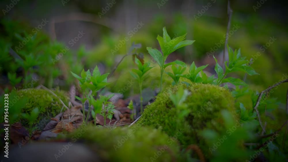 Closeup video of moss and plant in serene natural environment Closeup video of moss and plant in serene natural environment
