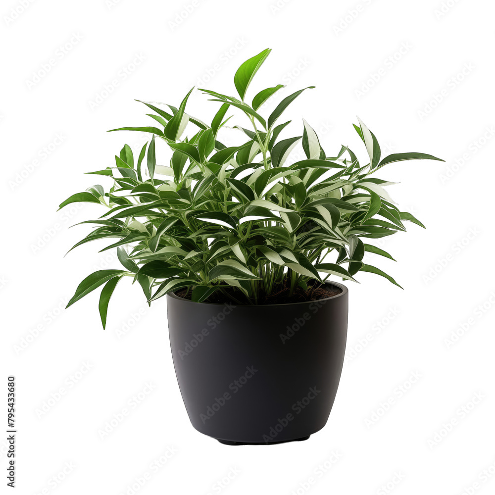 A plant of Andrographis paniculata in a black plastic pot on a white background
