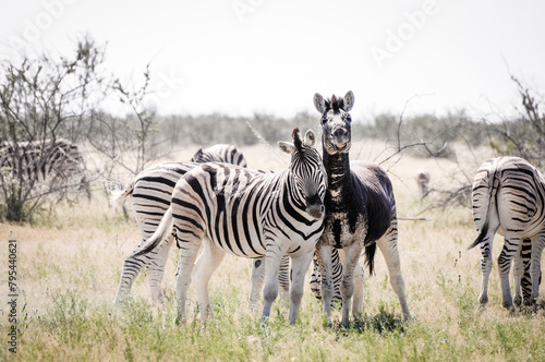 this rare zebra is almost entirely black