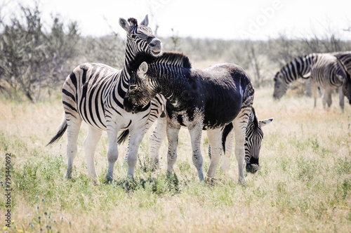 this rare zebra is almost entirely black