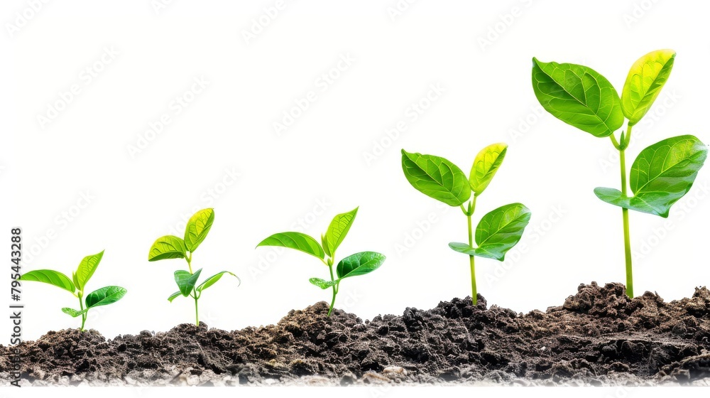 Tiny plants growing out of soil in a row on a white background Tiny plants growing out of soil in a row on a white background