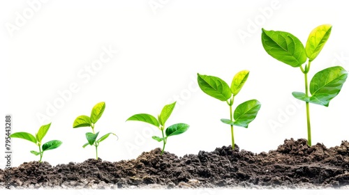 Tiny plants growing out of soil in a row on a white background