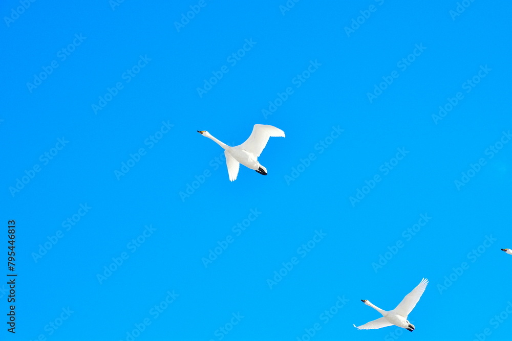 Fototapeta premium 冬の上堰潟公園 白鳥(新潟県)