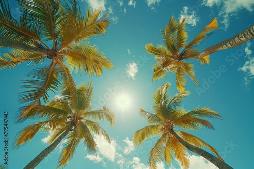 Looking up at the sun through the palm trees