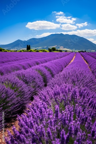 b'scenic view of lavender fields in provence france'