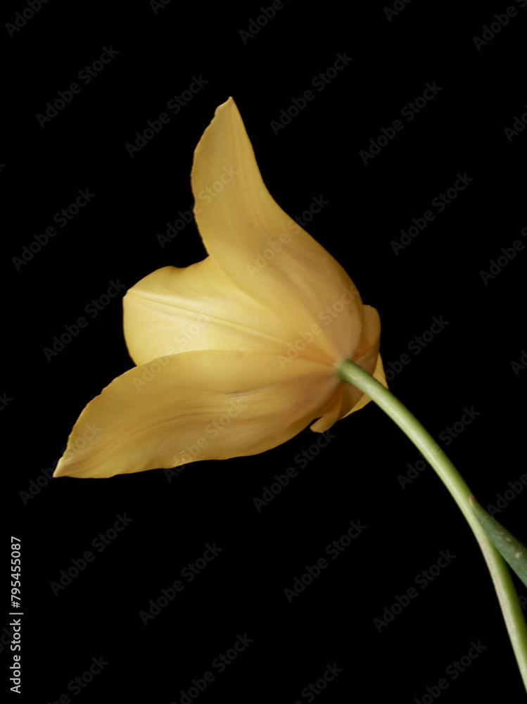 tulip flowers grow on a black background tulip flowers grow on a black background