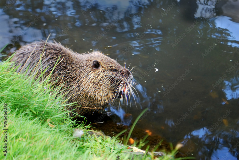 A photo of a nutria, Myocastor coypus, also called coypu, eating a carrot while sitting on the edge of a canal. A photo of a nutria, Myocastor coypus, also called coypu, eating a carrot while sitting on the edge of a canal.