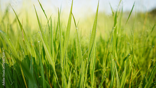 grass in the forest at early morning 
