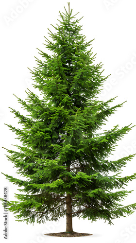 High green Fir tree, pine tree undecorated, isolated white background