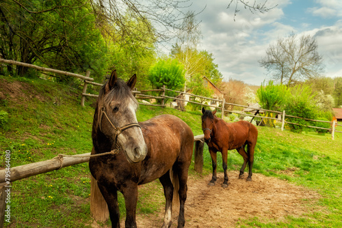 Canvas Print horses near a rural house in spring. Ukraine.