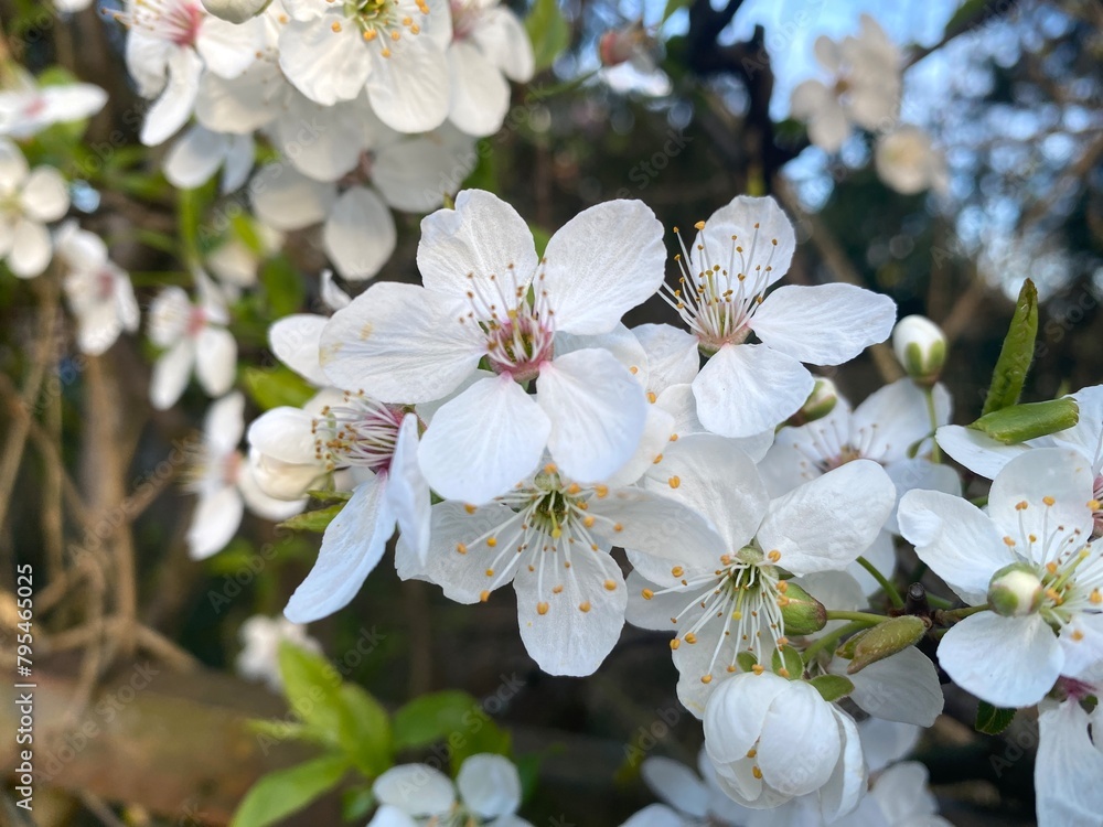 Spring blossoms, cherry tree