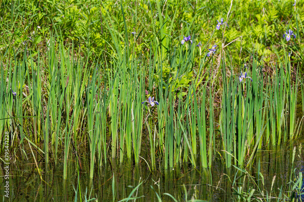 Obraz premium Wild native irises flowers in a wetland. Iris is depicted in mythology by a rainbow. 