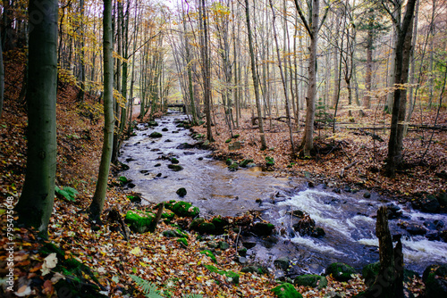 Fototapeta Naklejka Na Ścianę i Meble -  Der Fluss Ilse in Ilsenburg im Harz im Herbst