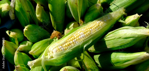 Corn Cobs Piled Together Fresh Ears for Eating