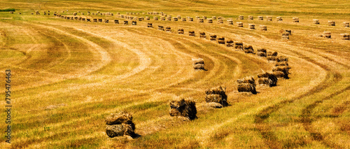 Bales of Hay or Straw in Farm Field Two String in Rows